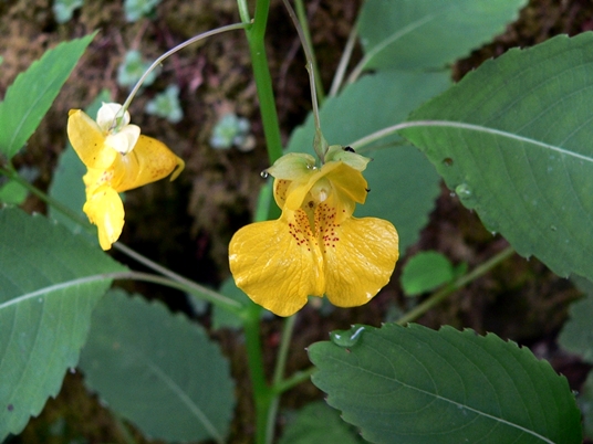 {Impatiens pallida}